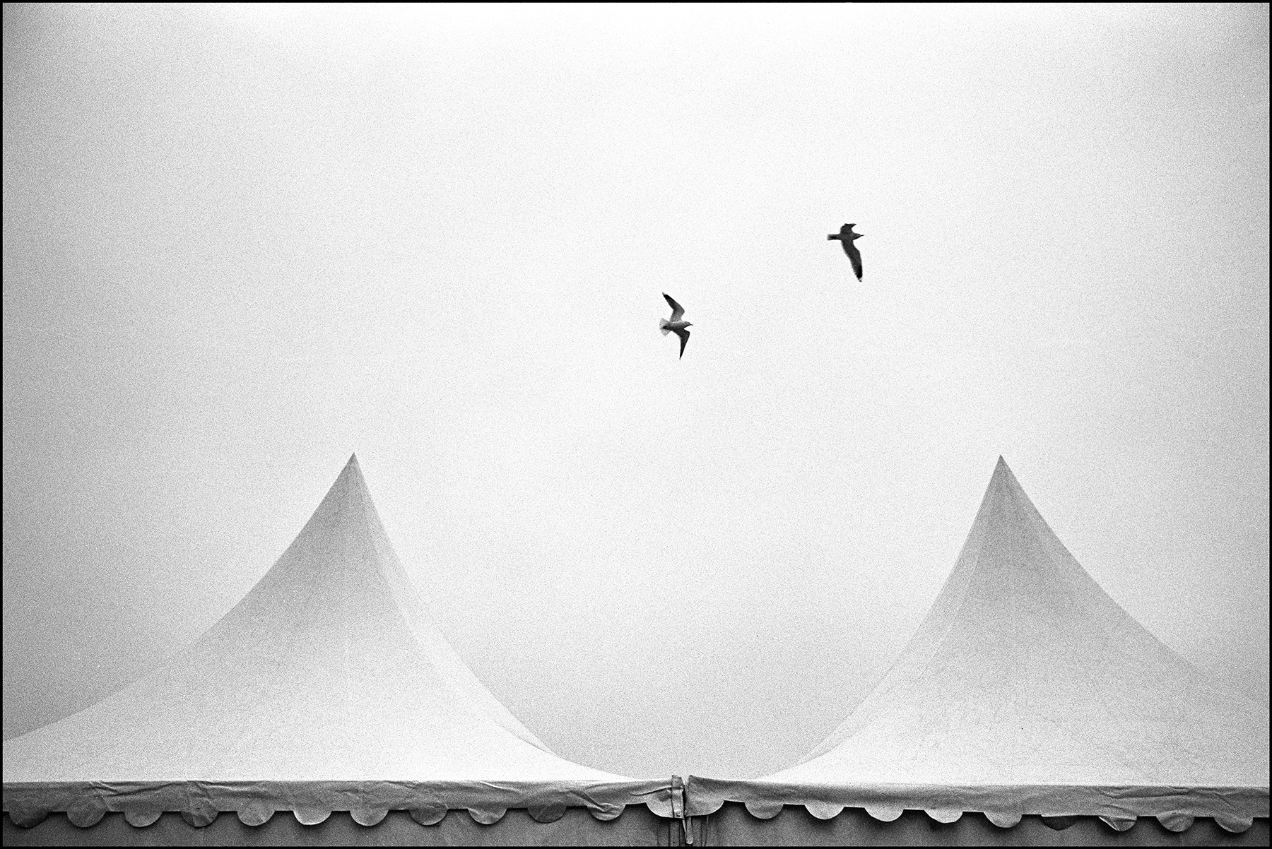birds above a tent